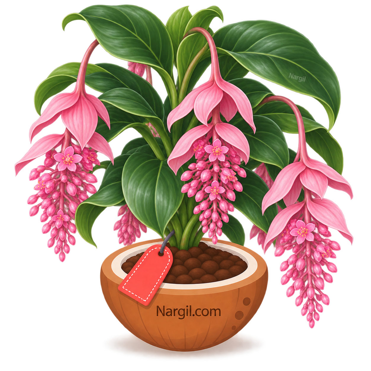 Nargil_Medinilla Magnifica
